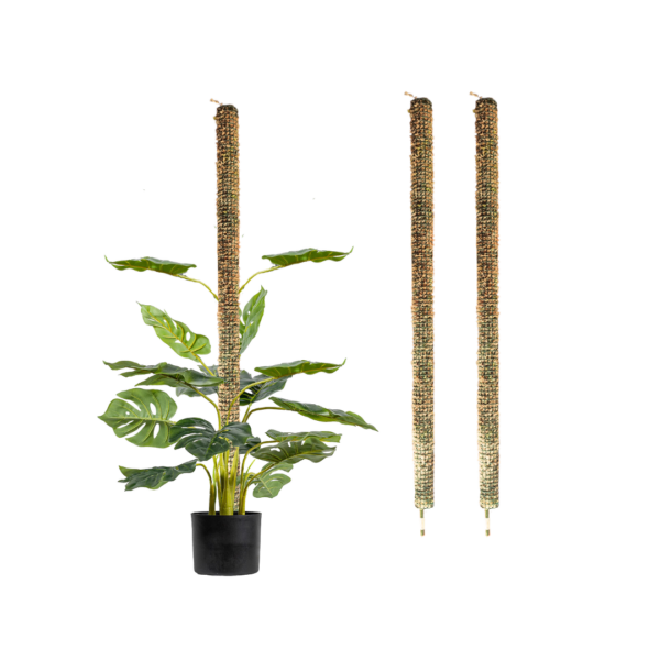 Set 3 tutores de musgo 100 cm