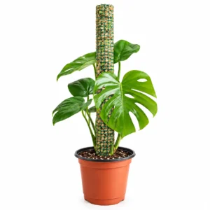 Tutor de musgo 50cm