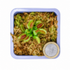 ChatGPT Image 11 may 2026, 16_45_27 Venus Atrapamoscas S (Dionaea muscipula)