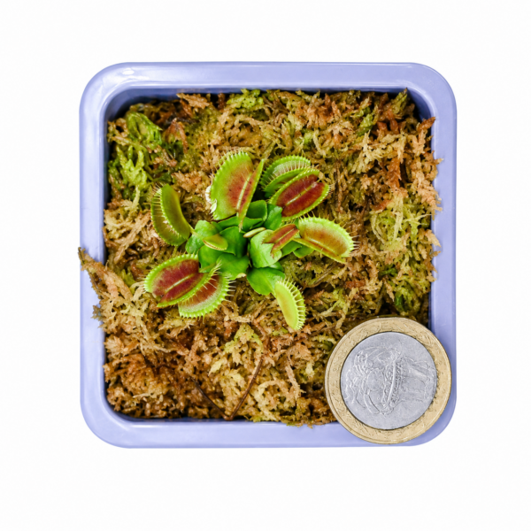 ChatGPT Image 11 may 2026, 16_45_27 Venus Atrapamoscas S (Dionaea muscipula)