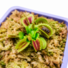ChatGPT Image 11 may 2026, 16_55_25 Venus Atrapamoscas S (Dionaea muscipula)