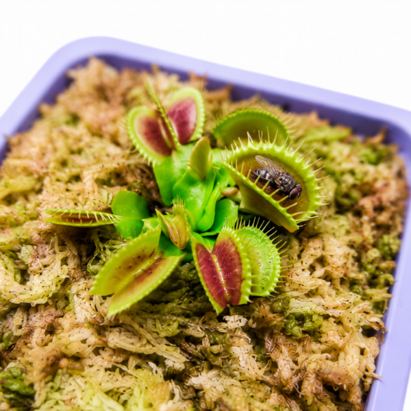 ChatGPT Image 11 may 2026, 16_55_25 Venus Atrapamoscas S (Dionaea muscipula)