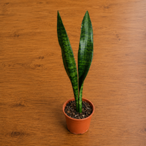 Sansevieria Ceylanica | Lengua de Suegra Planta Interior Purificadora