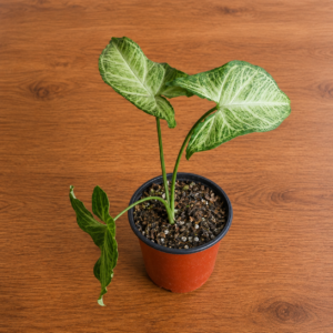 Syngonium Plateado | Singonio Silver