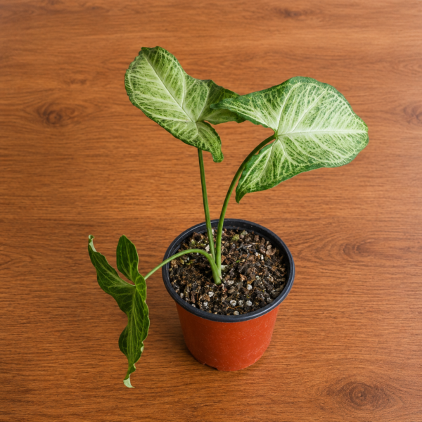 Syngonium Plateado | Singonio Silver