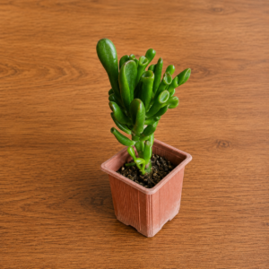 Suculenta Oreja de Shrek | Crassula Ovata ‘Gollum’