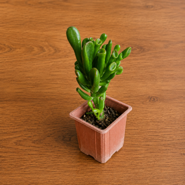 Suculenta Oreja de Shrek | Crassula Ovata ‘Gollum’