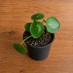 Pilea Peperomioides | Planta Cucharita China del Dinero