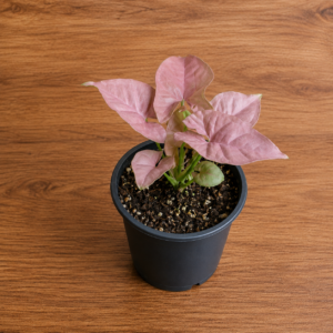 Syngonium Rosado | Singonio Pink