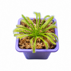 Drosera Capensis | Planta Carnívora