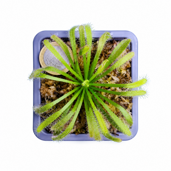 ChatGPT Image 7 may 2026, 19_16_15 Drosera Capensis | Planta Carnívora