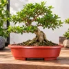 Set 2 Macetas Bonsai Plásticas Ovaladas De Mantenimiento